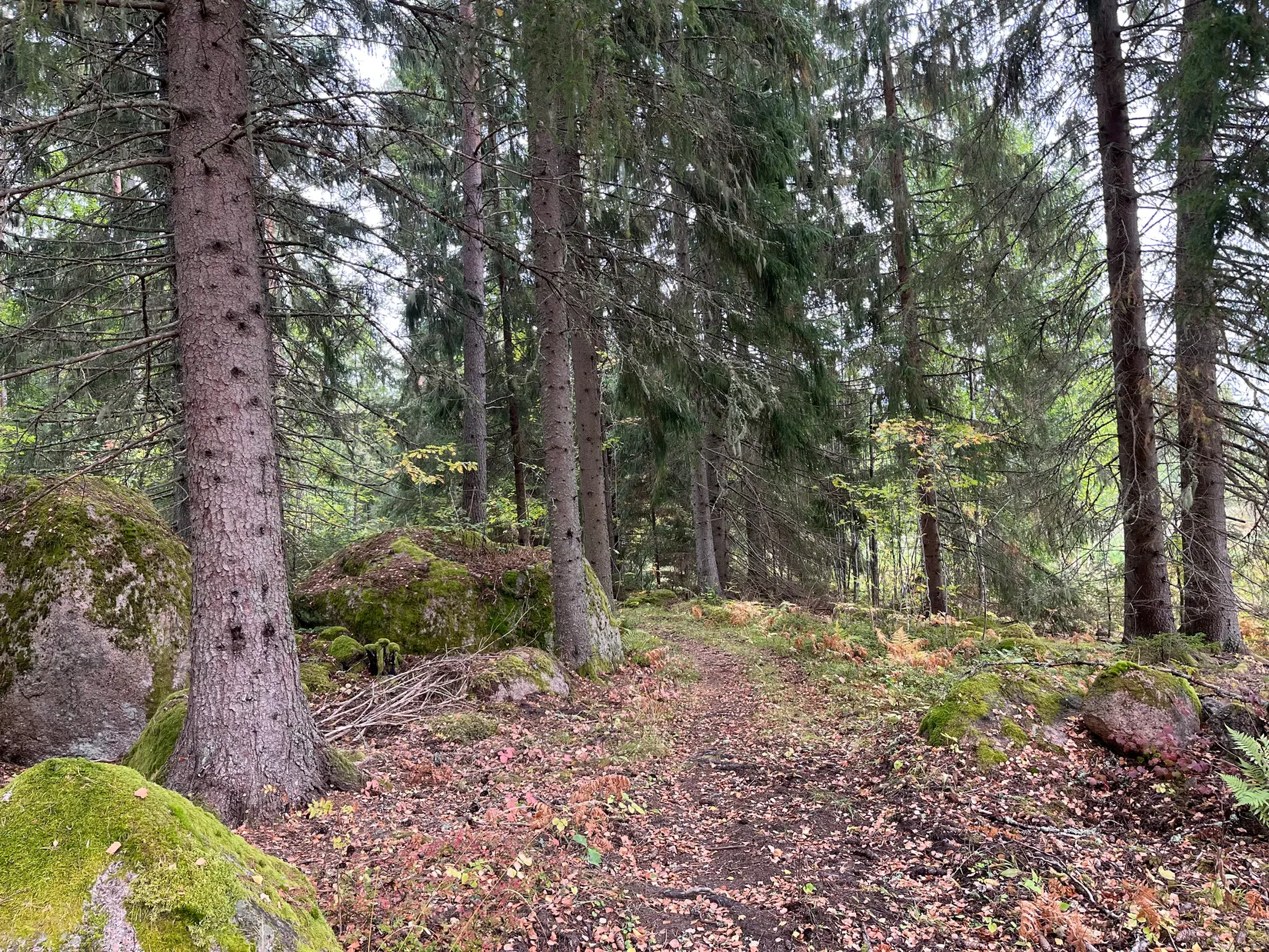 Gård/Skog, Sändavägen 12, Gävle