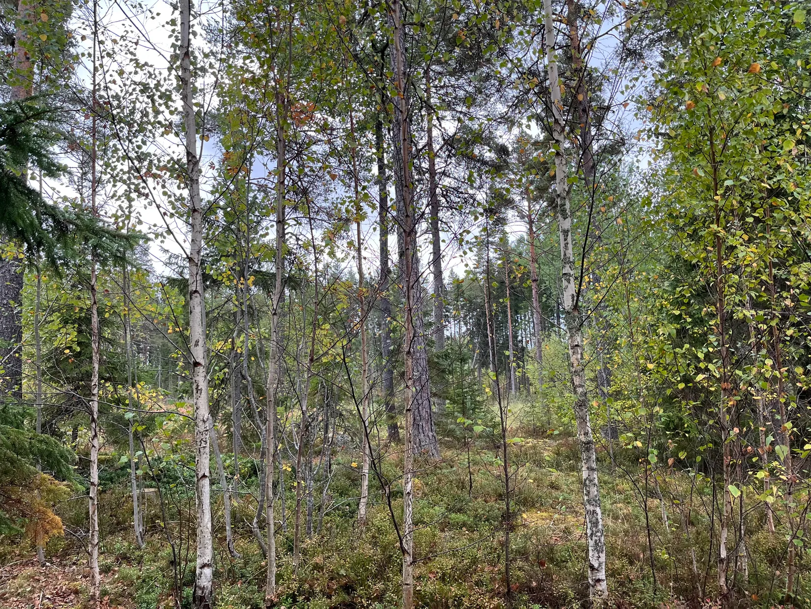 Gård/Skog, Sändavägen 12, Gävle