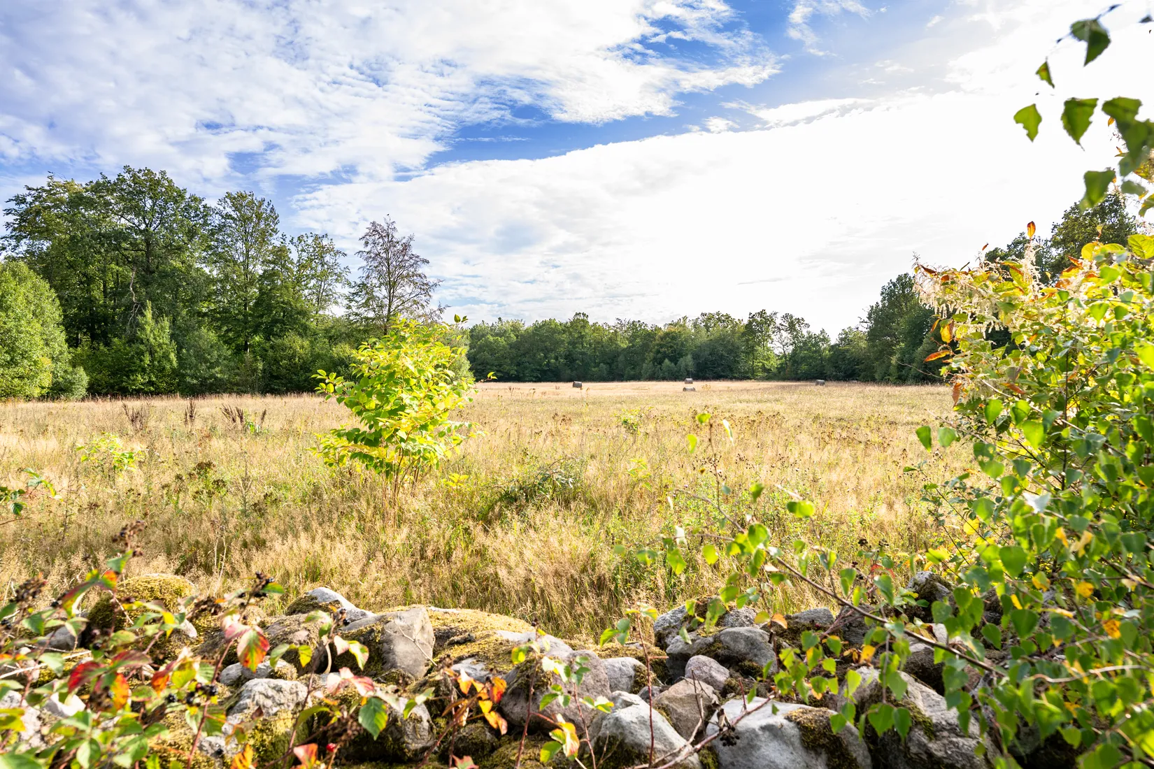 Gård/Skog, Lillehemsvägen 453-45, Södra Lökaröd, Tomelilla