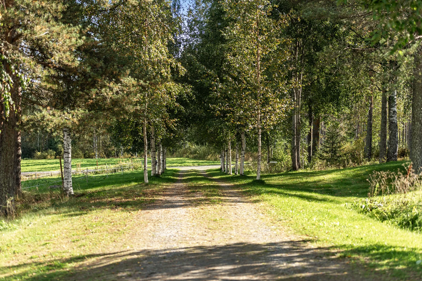 Gård/Skog, Gullsjö 17, Vännäs