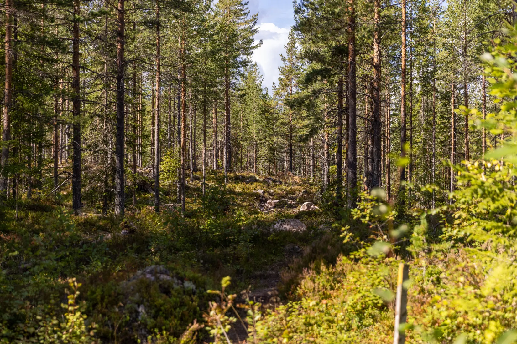 Fritidshus, Sågstugan 1, Mora
