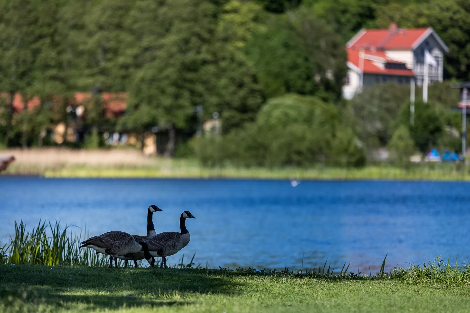 Bostadsrätt, Brännhögsvägen 17, Härryda