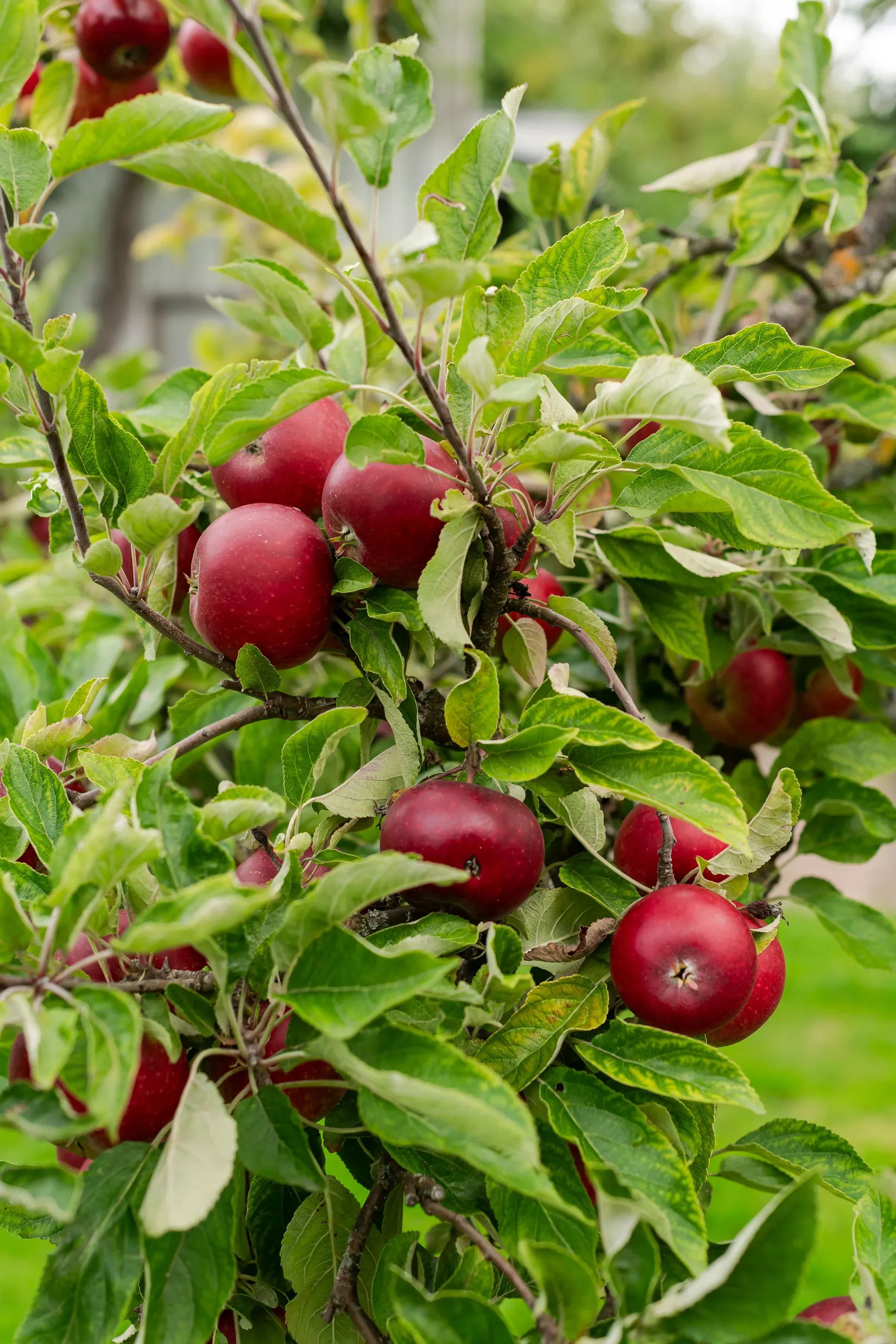 Villa, Södra Rännevallen 20, Centralt, Vadstena