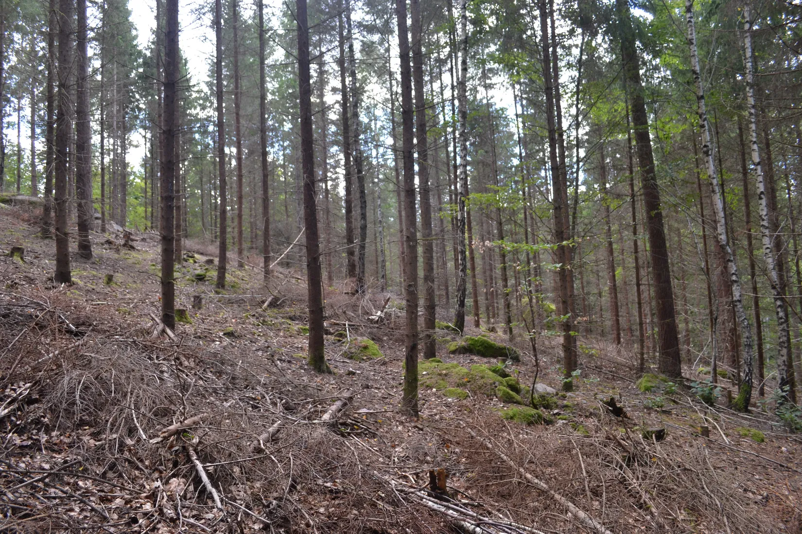 Gård/Skog, Halasjövägen 736-0, Persgärde, Karlshamn