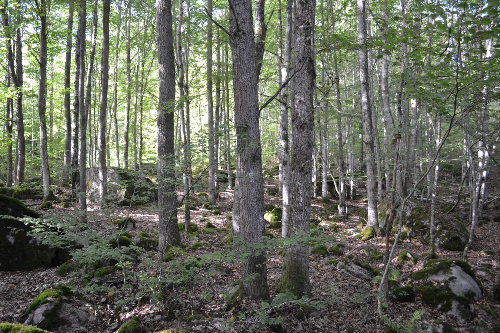 Gård/Skog, Halasjövägen 736-0, Persgärde, Karlshamn