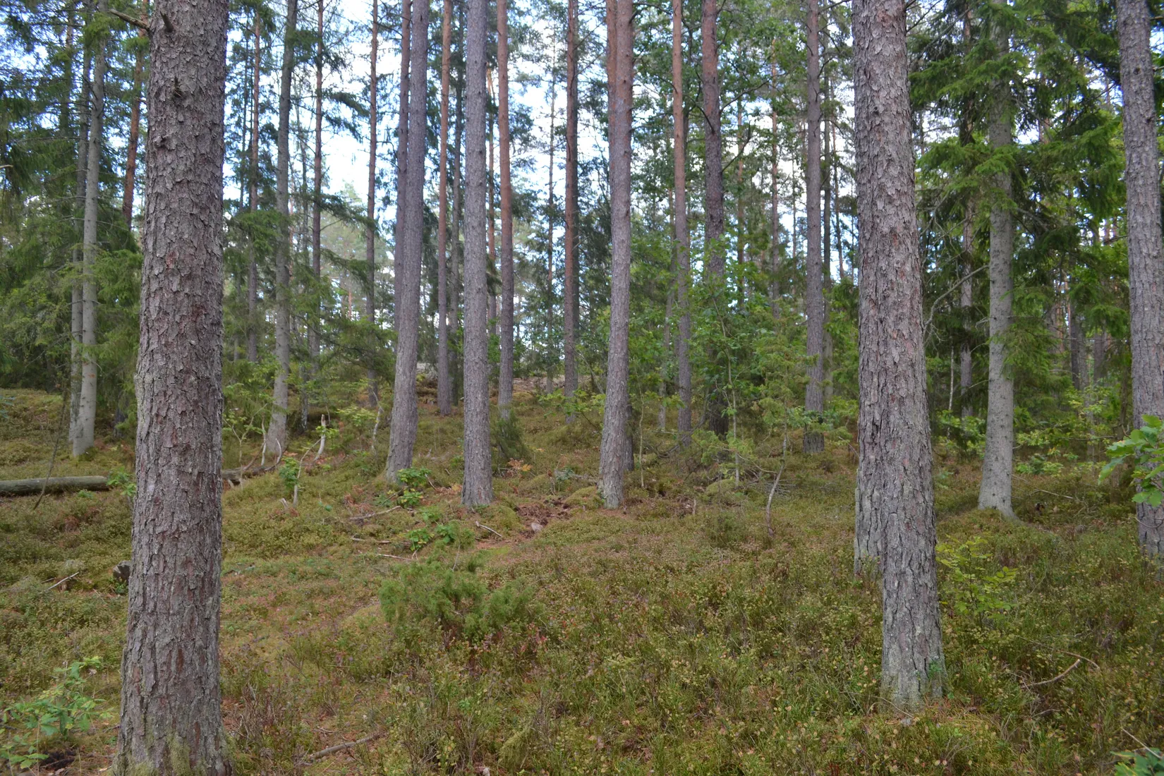 Gård/Skog, Halasjövägen 736-0, Persgärde, Karlshamn