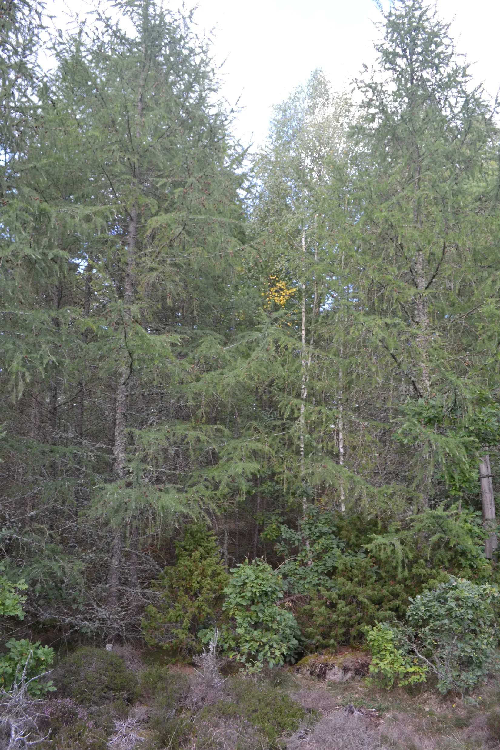 Gård/Skog, Halasjövägen 736-0, Persgärde, Karlshamn