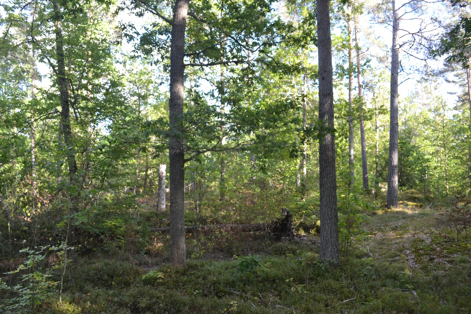 Gård/Skog, Halasjövägen 736-0, Persgärde, Karlshamn