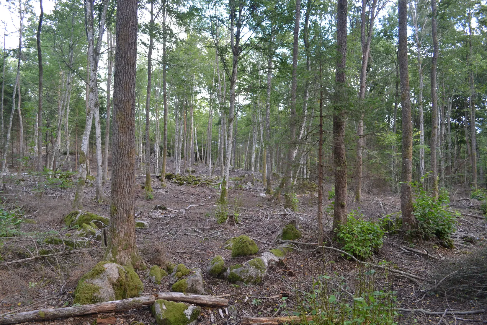 Gård/Skog, Halasjövägen 736-0, Persgärde, Karlshamn
