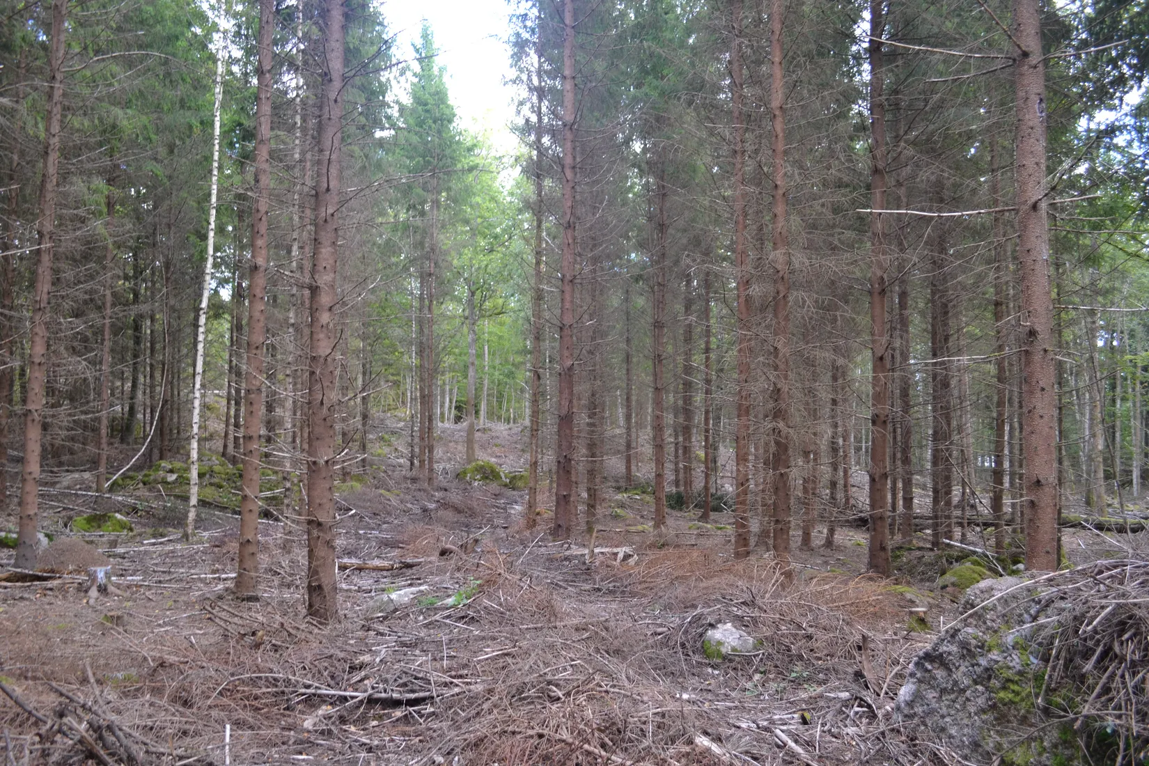 Gård/Skog, Halasjövägen 736-0, Persgärde, Karlshamn