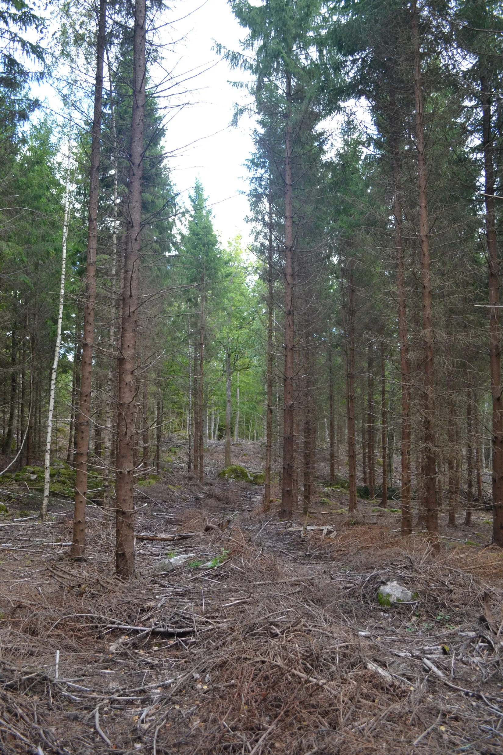 Gård/Skog, Halasjövägen 736-0, Persgärde, Karlshamn
