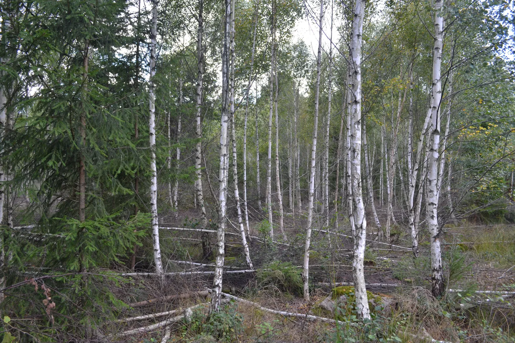 Gård/Skog, Halasjövägen 736-0, Persgärde, Karlshamn