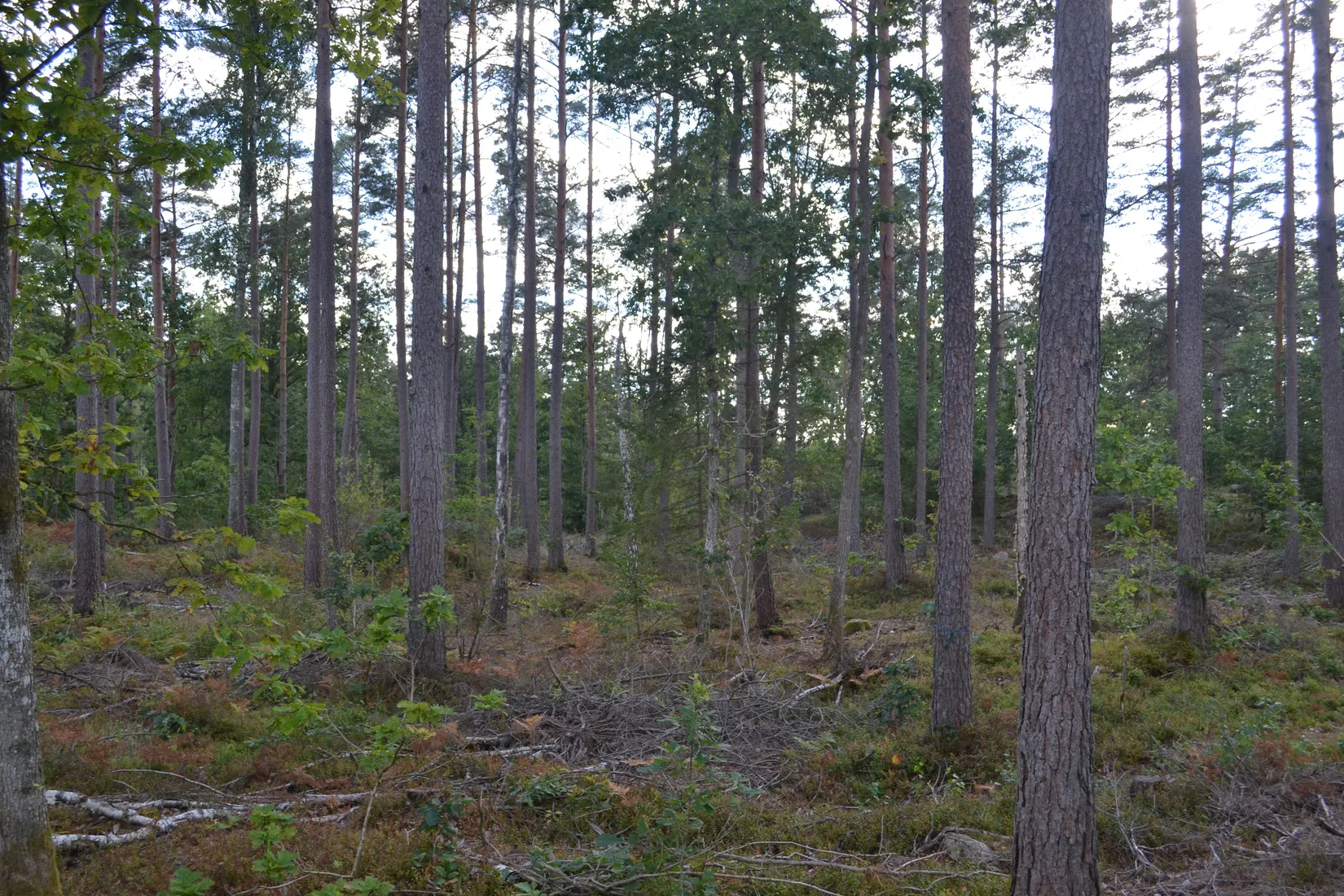 Gård/Skog, Halasjövägen 736-0, Persgärde, Karlshamn