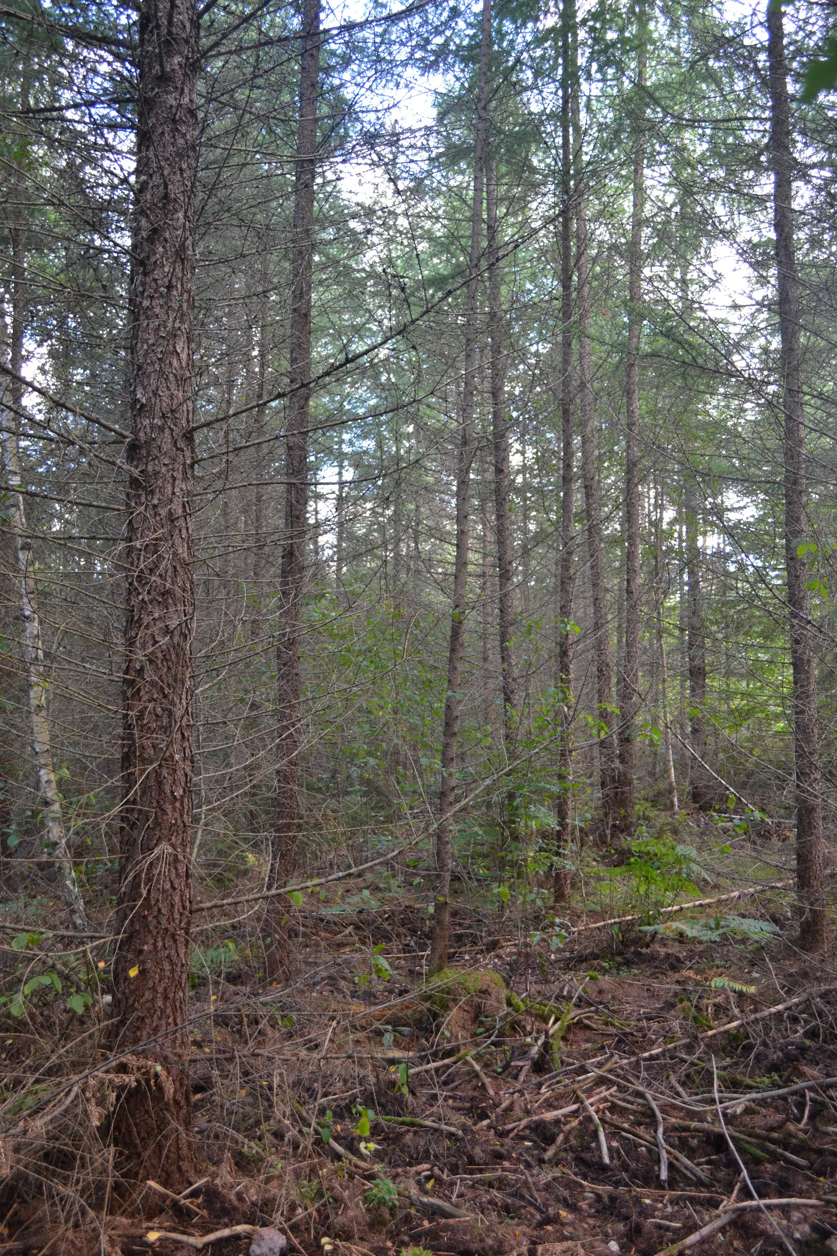 Gård/Skog, Halasjövägen 736-0, Persgärde, Karlshamn