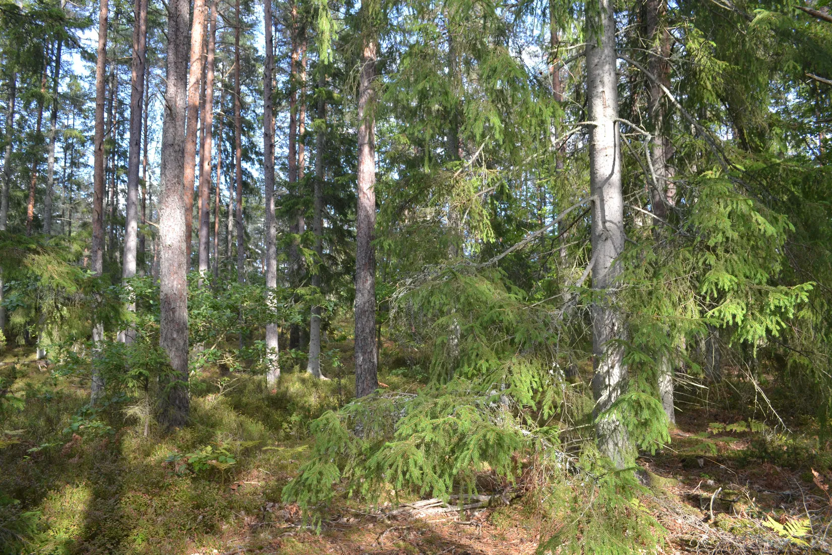 Gård/Skog, Halasjövägen 736-0, Persgärde, Karlshamn
