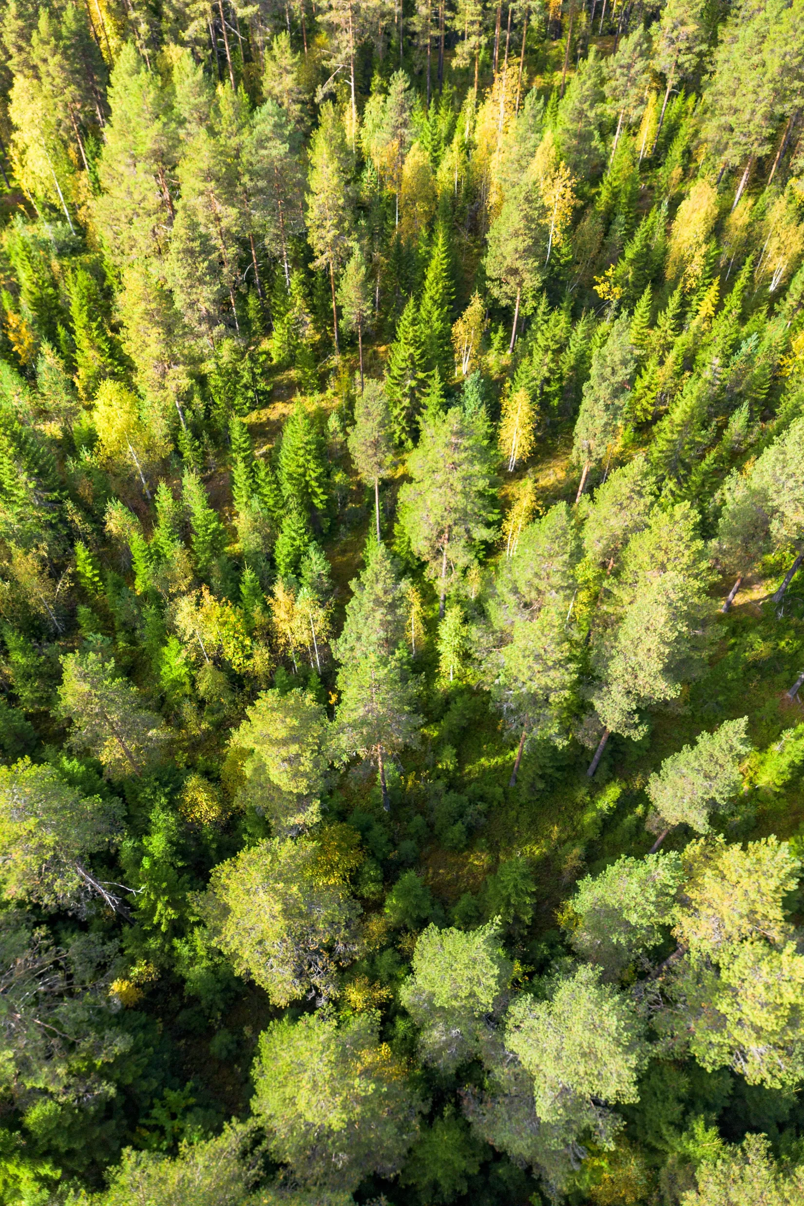 Gård/Skog, Strandmon 148, Sollefteå