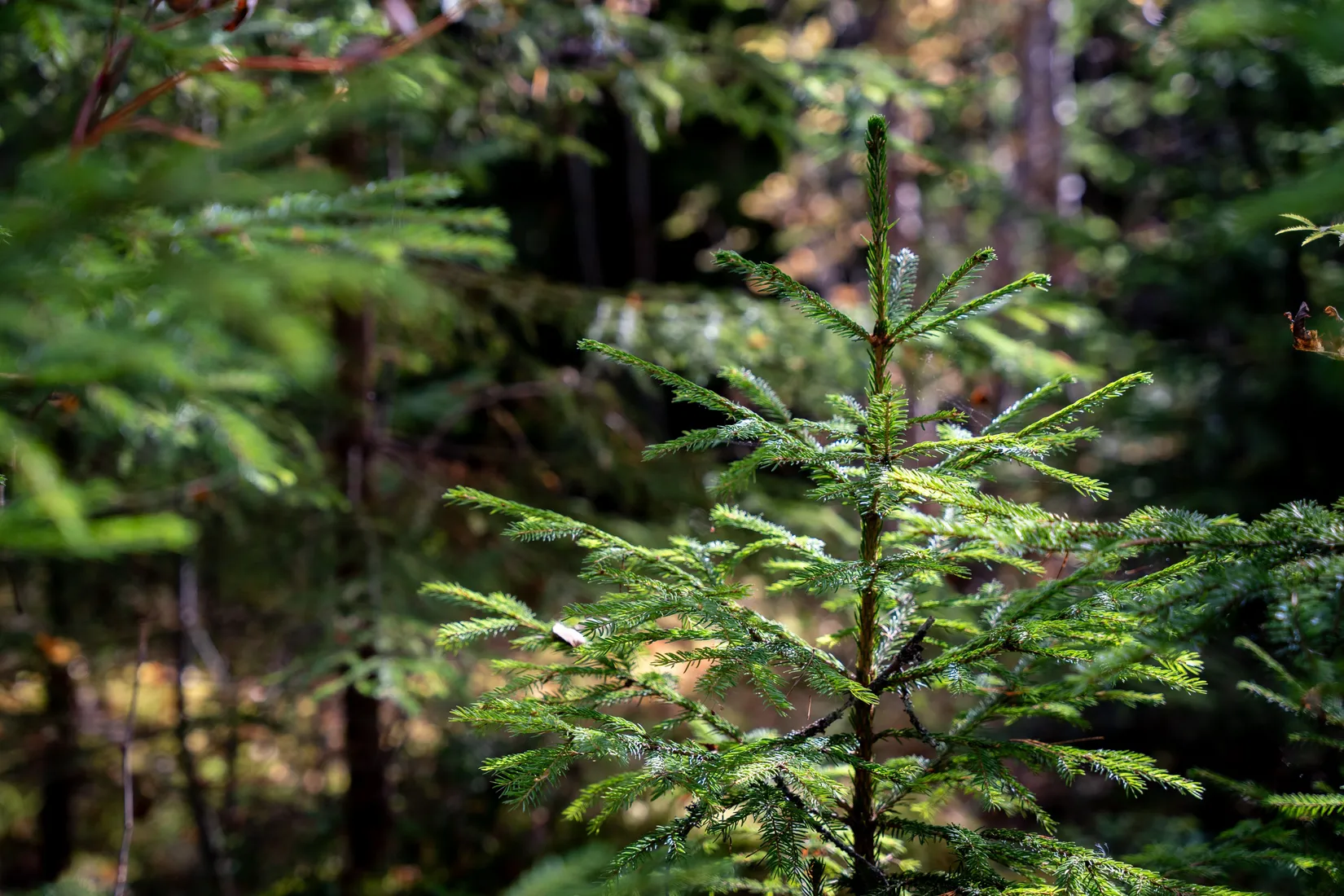 Gård/Skog, Strandmon 148, Sollefteå