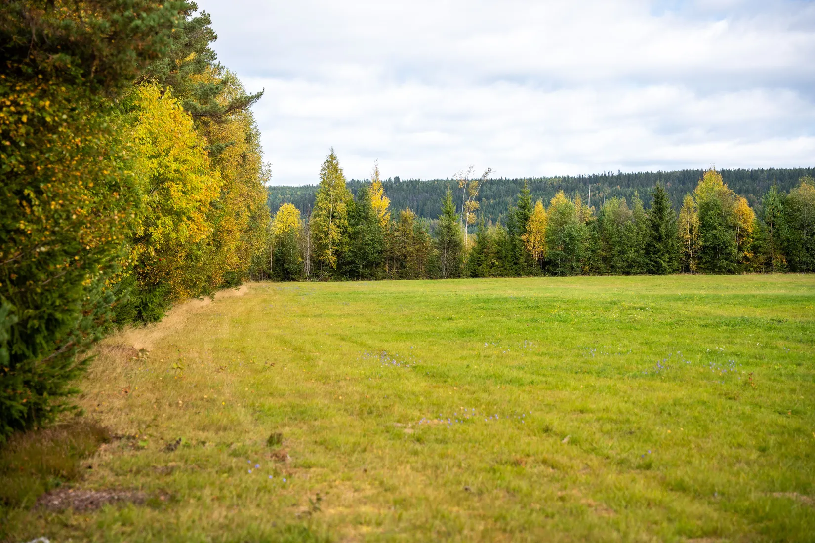 Gård/Skog, Strandmon 148, Sollefteå