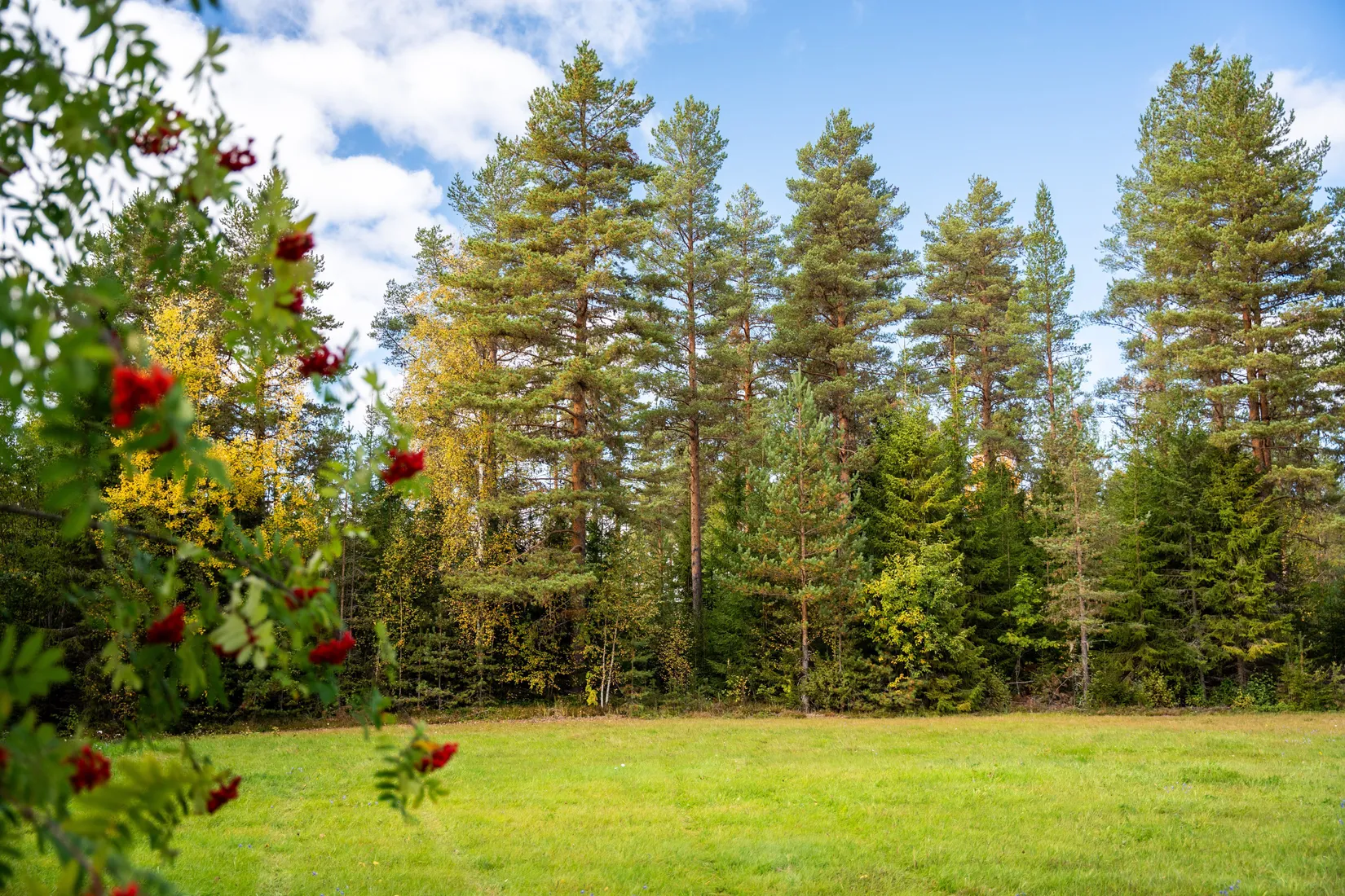 Gård/Skog, Strandmon 148, Sollefteå