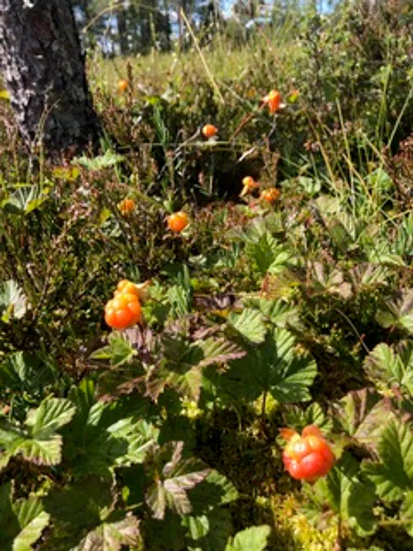 Fritidshus, Mattila 68, Mattila, Torsby