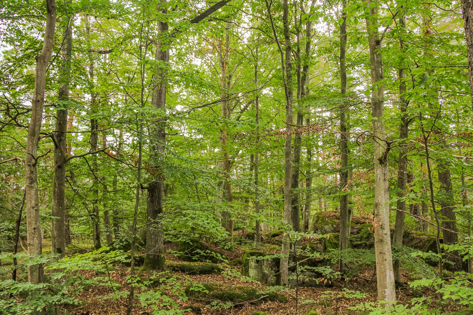 Gård/Skog, Sonekullavägen 44, Bräkne-Hoby, Ronneby