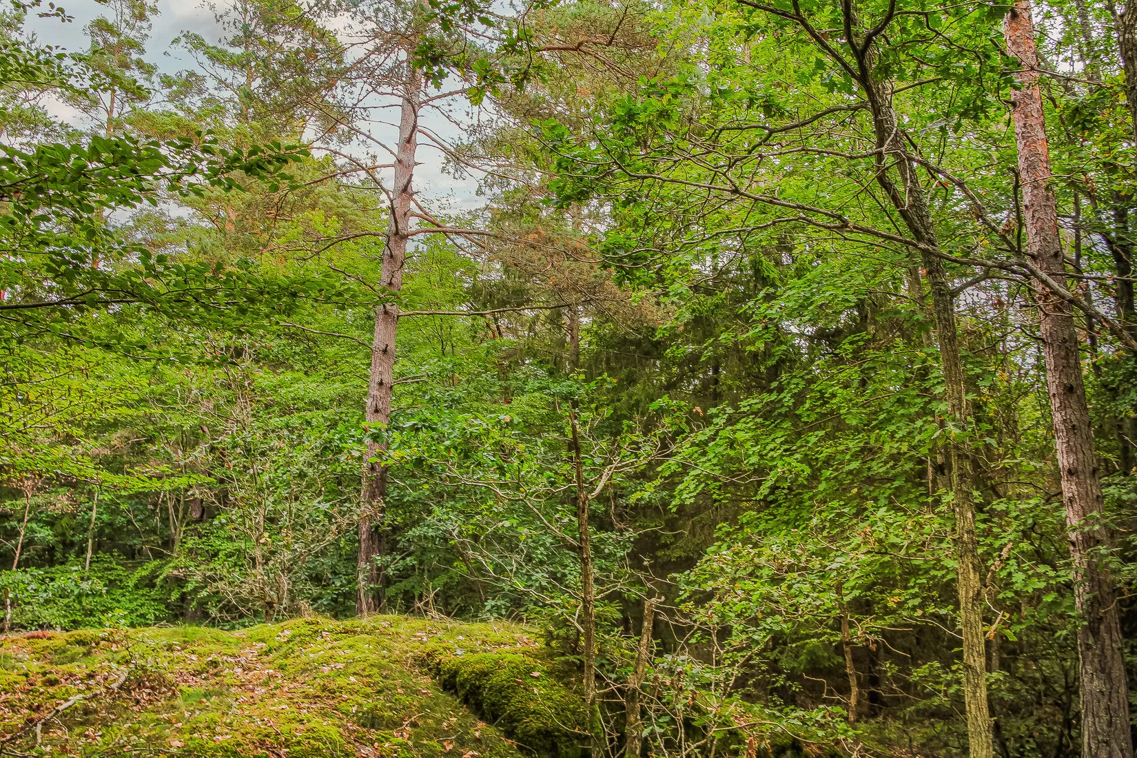 Gård/Skog, Sonekullavägen 44, Bräkne-Hoby, Ronneby