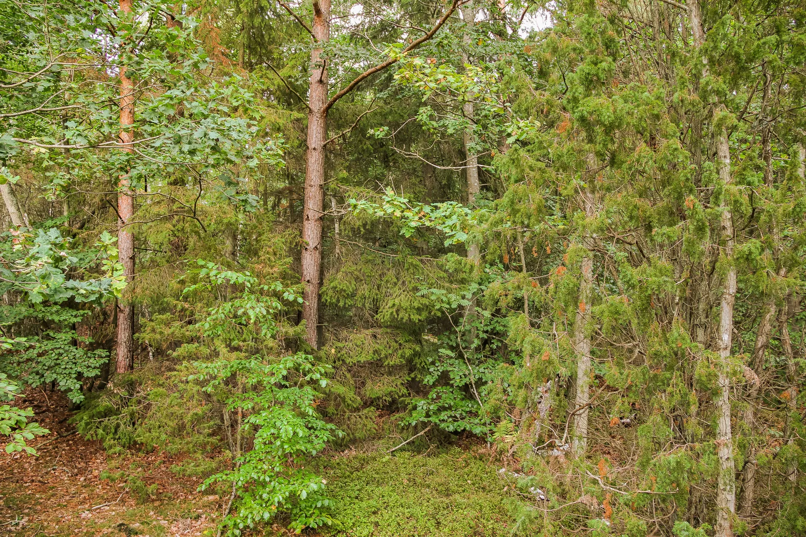 Gård/Skog, Sonekullavägen 44, Bräkne-Hoby, Ronneby