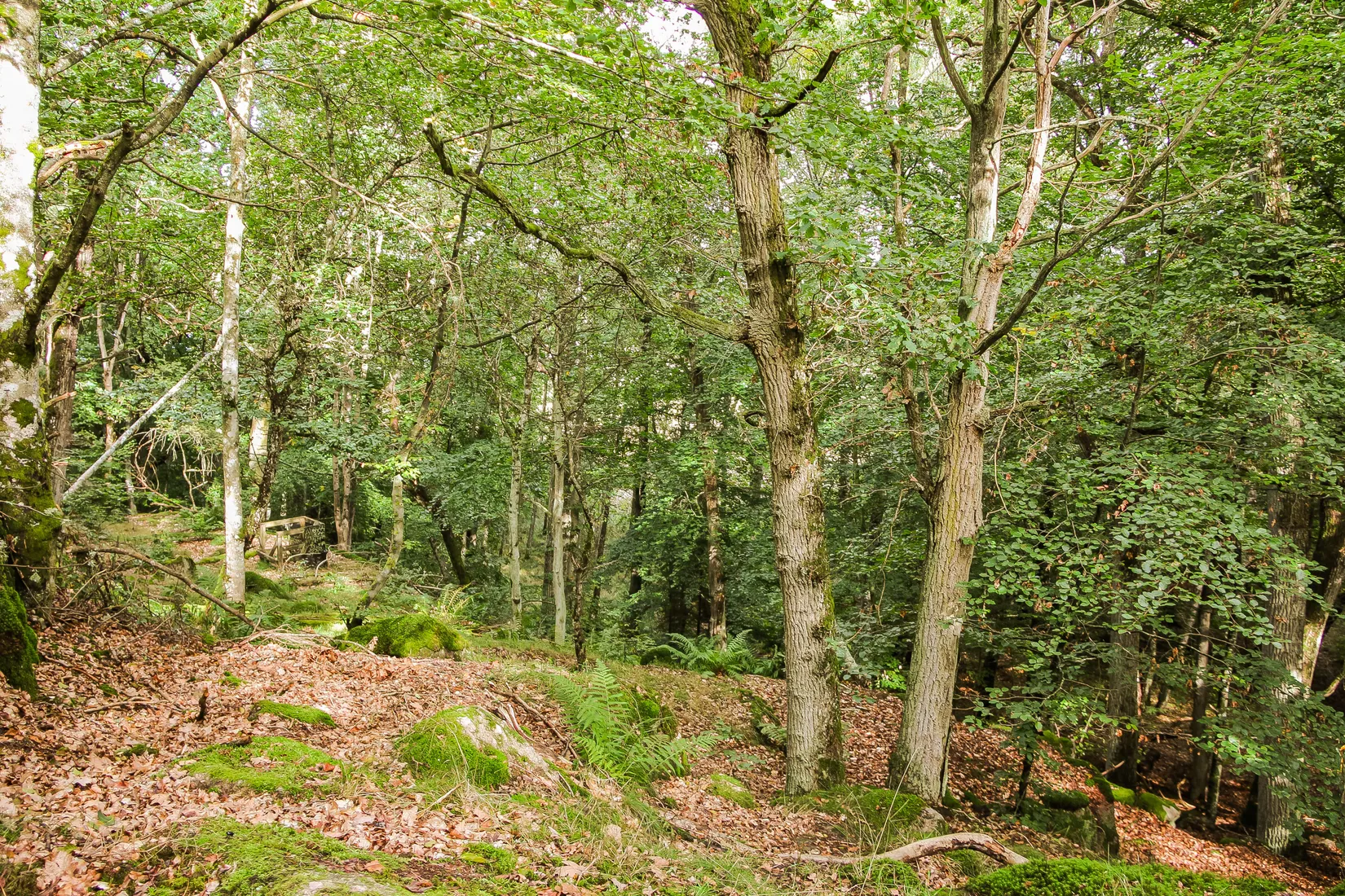 Gård/Skog, Sonekullavägen 44, Bräkne-Hoby, Ronneby