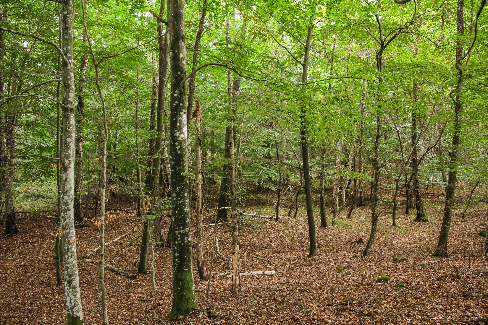 Gård/Skog, Sonekullavägen 44, Bräkne-Hoby, Ronneby