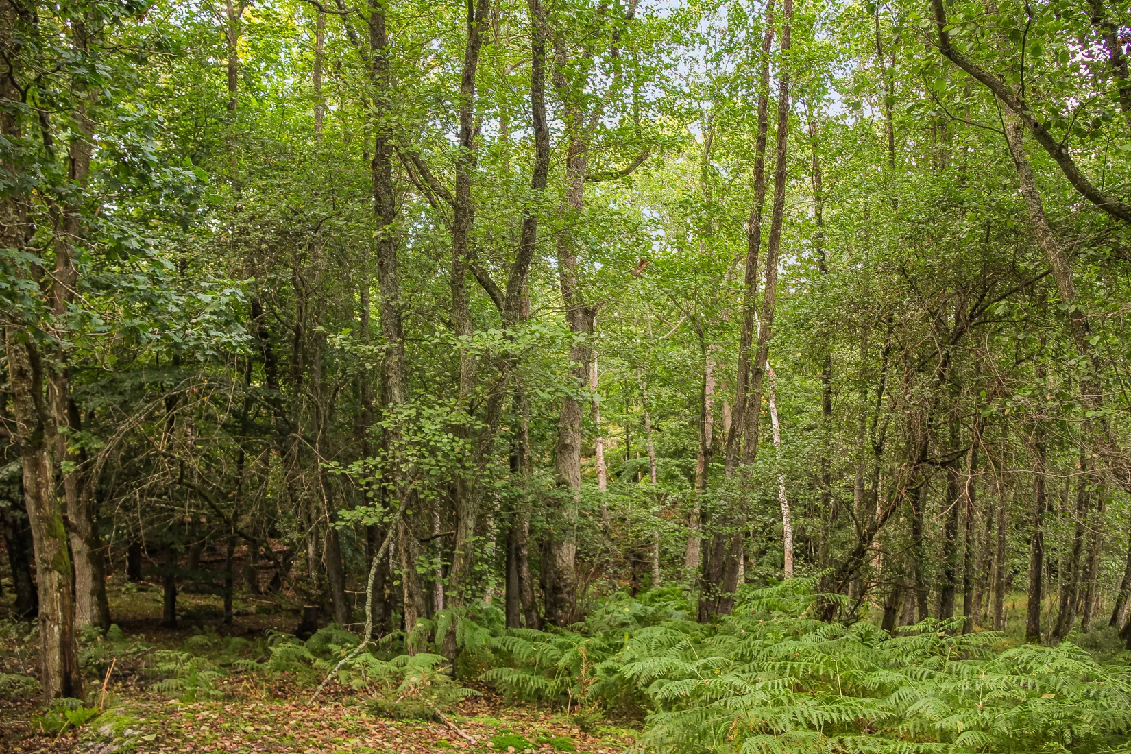 Gård/Skog, Sonekullavägen 44, Bräkne-Hoby, Ronneby