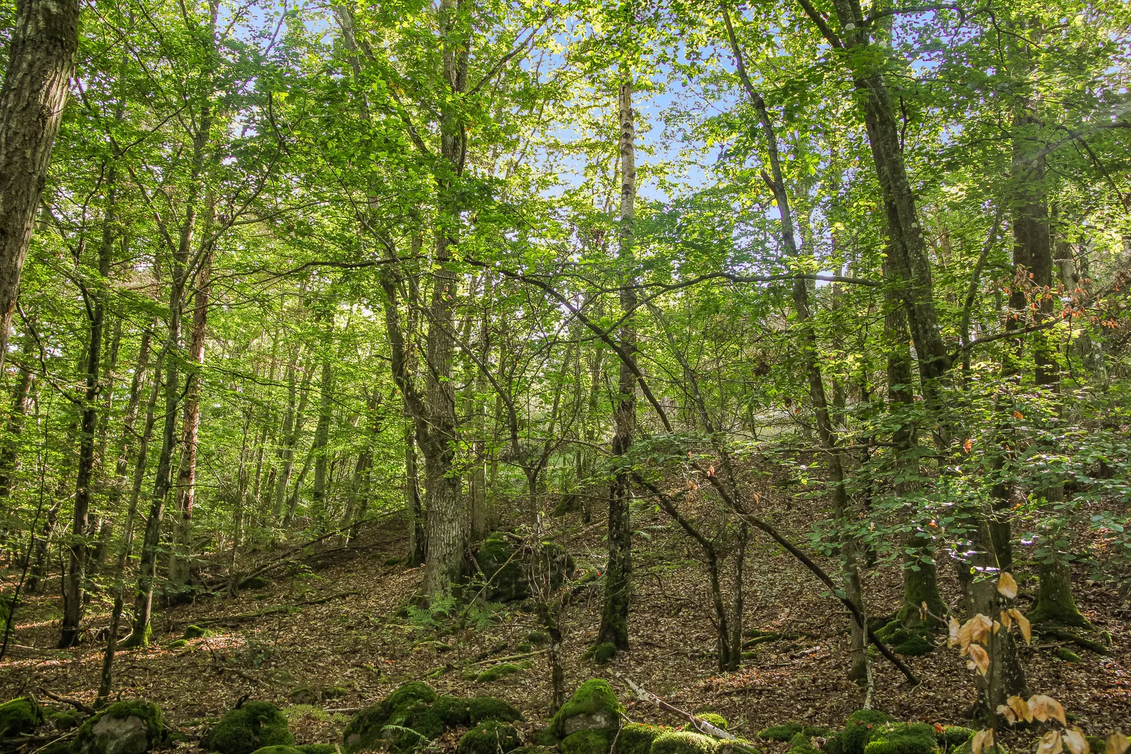 Gård/Skog, Sonekullavägen 44, Bräkne-Hoby, Ronneby