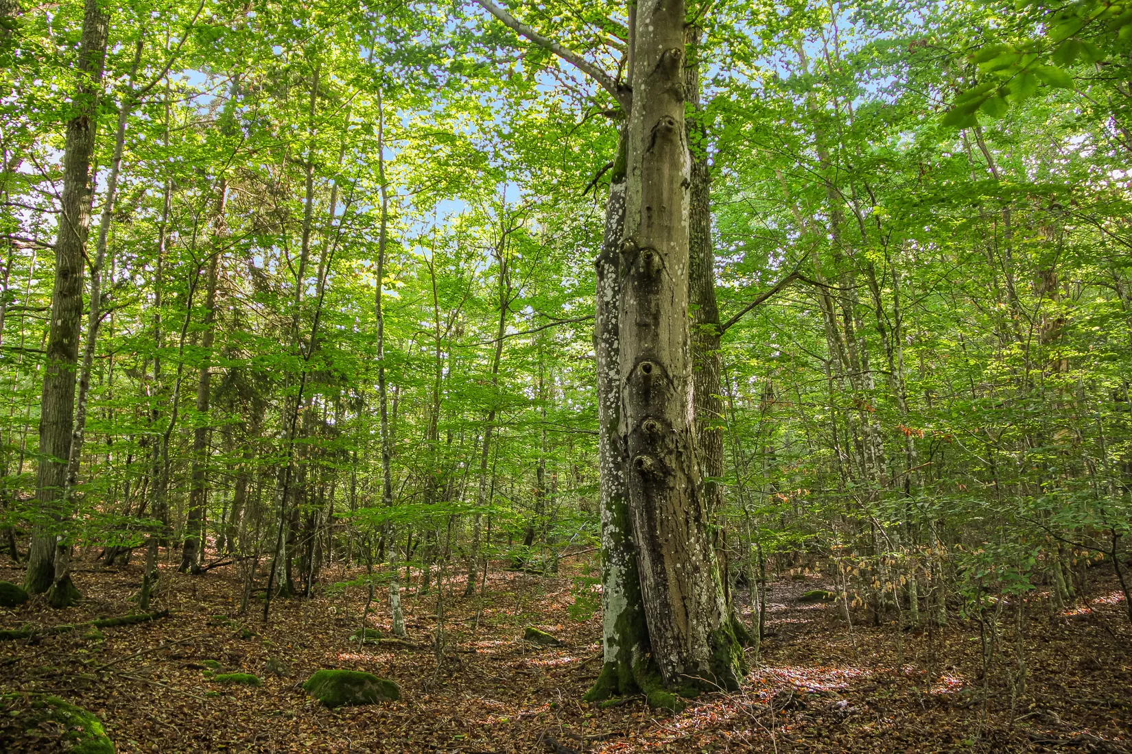Gård/Skog, Sonekullavägen 44, Bräkne-Hoby, Ronneby