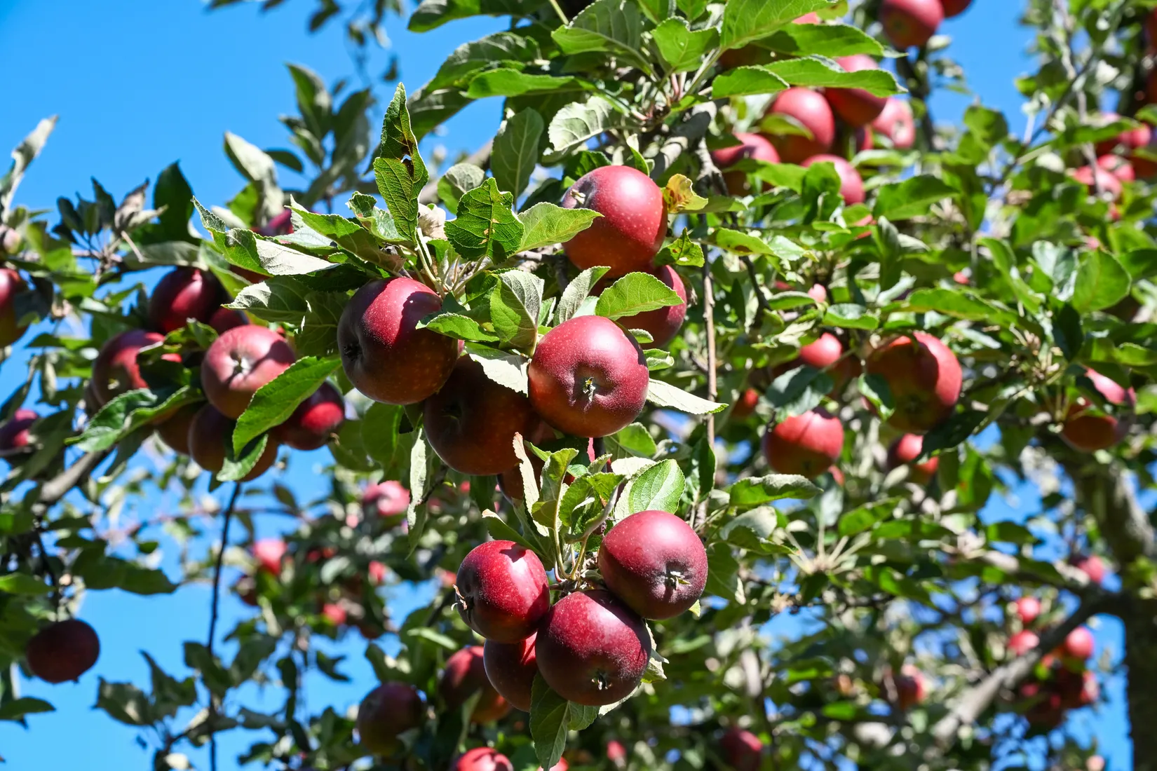 Radhus, Riksrådsgränd 17, Ekerö Gällstaö, Ekerö