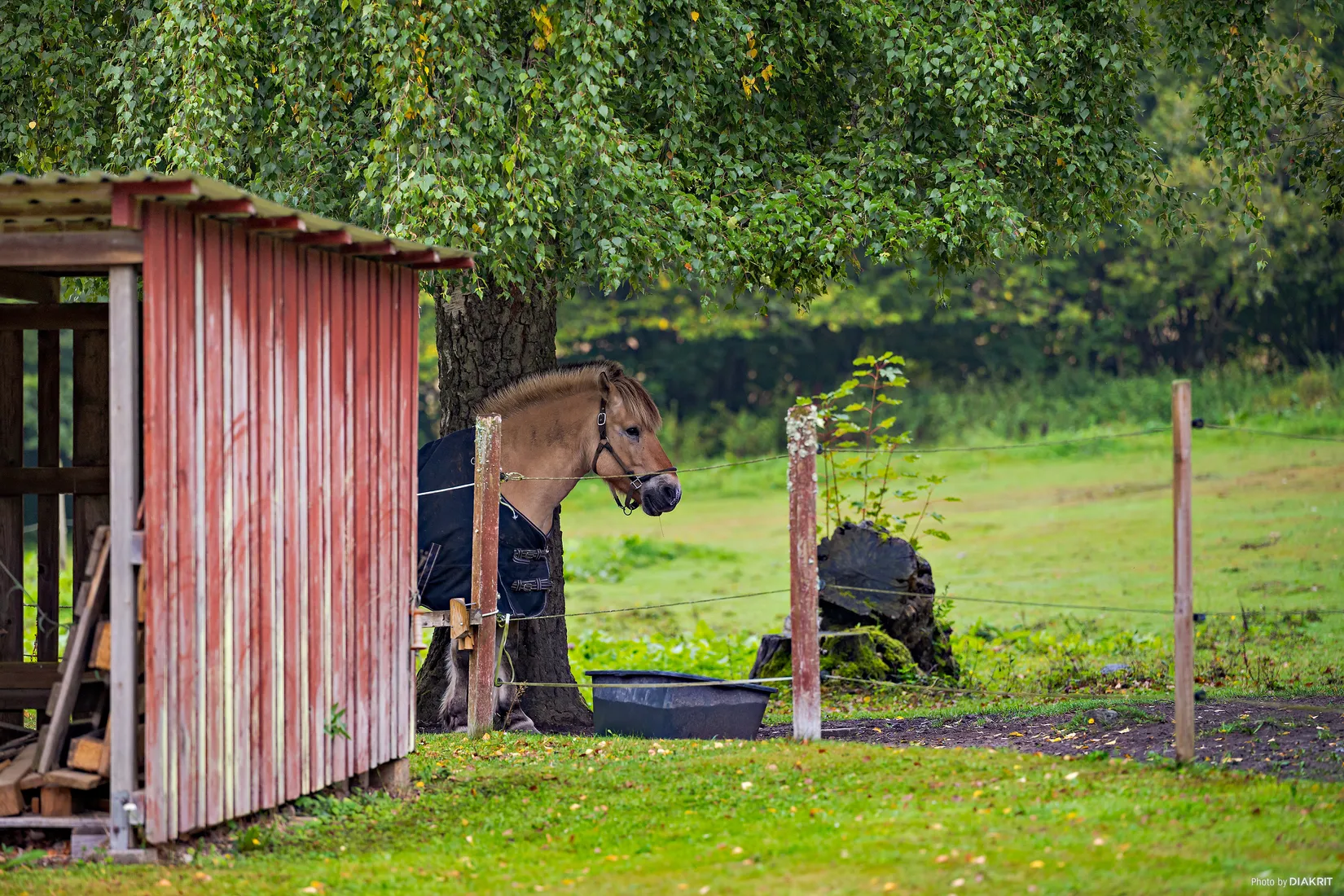 Gård/Skog, Kungsleden 156, Stidsvig, Klippan