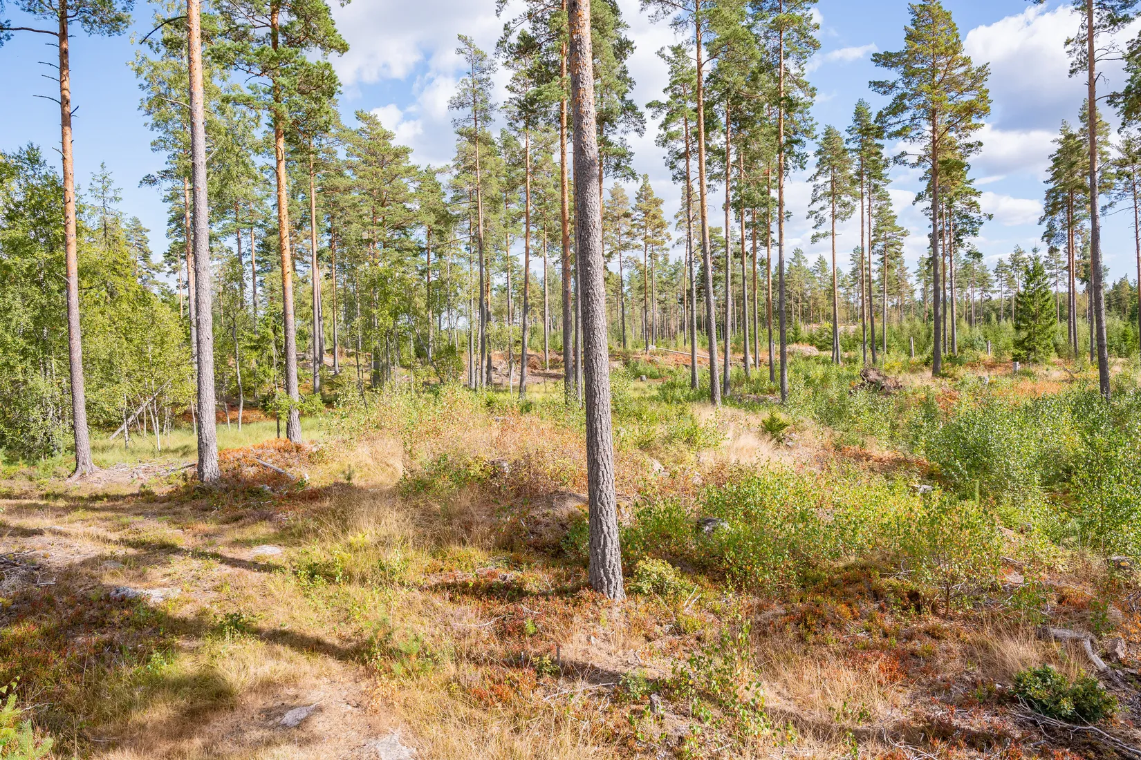 Gård/Skog, Sörskatevägen 152, Hällestad, Finspång