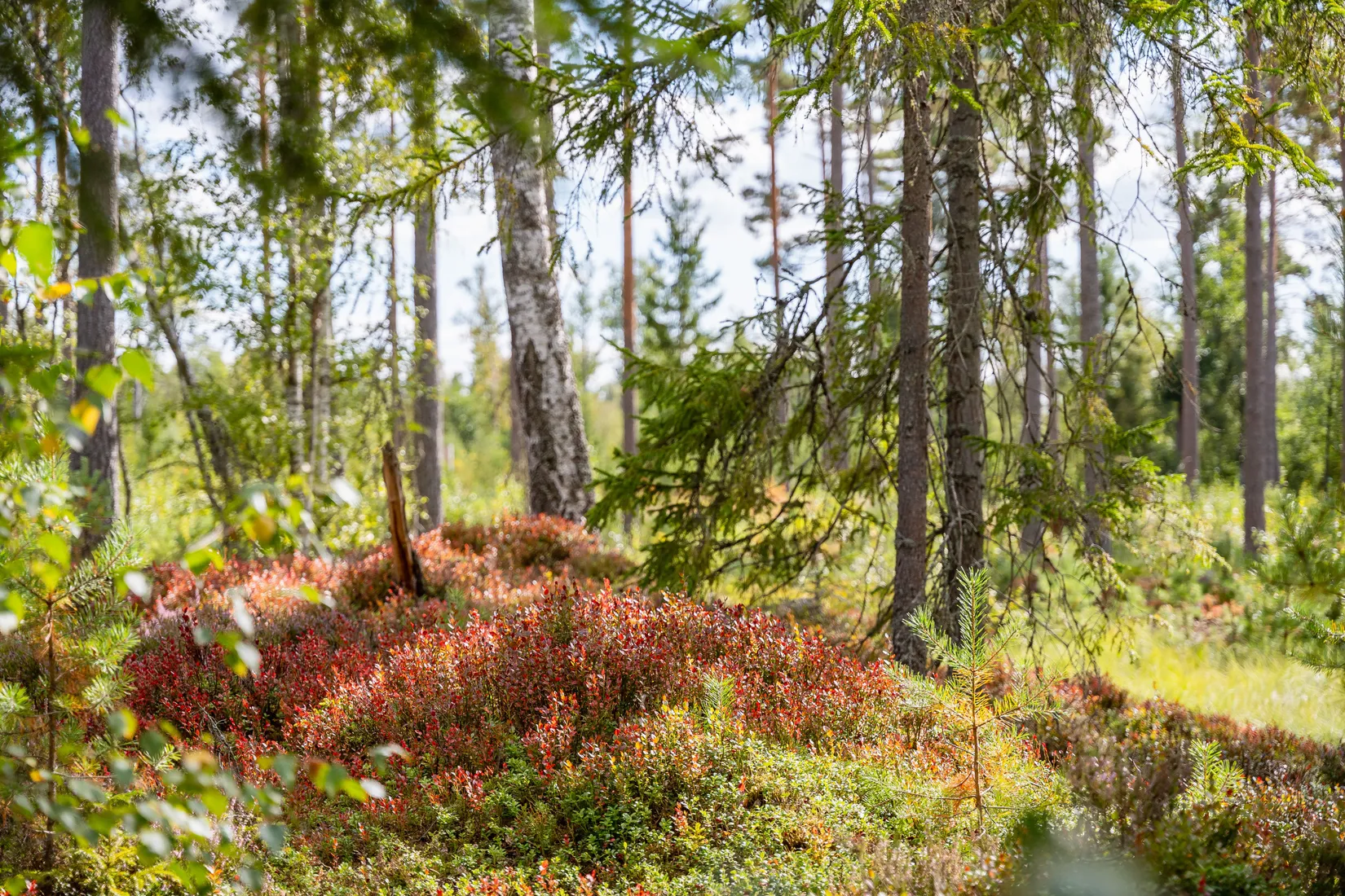 Gård/Skog, Sörskatevägen 152, Hällestad, Finspång