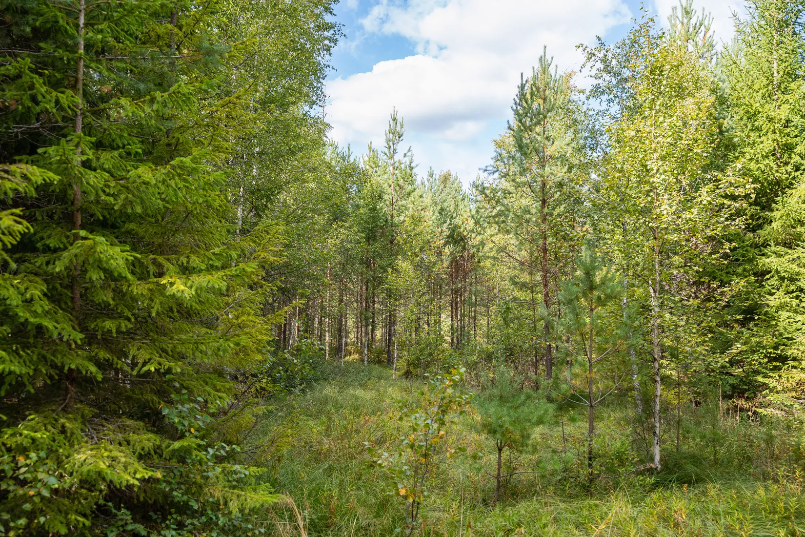 Gård/Skog, Sörskatevägen 152, Hällestad, Finspång