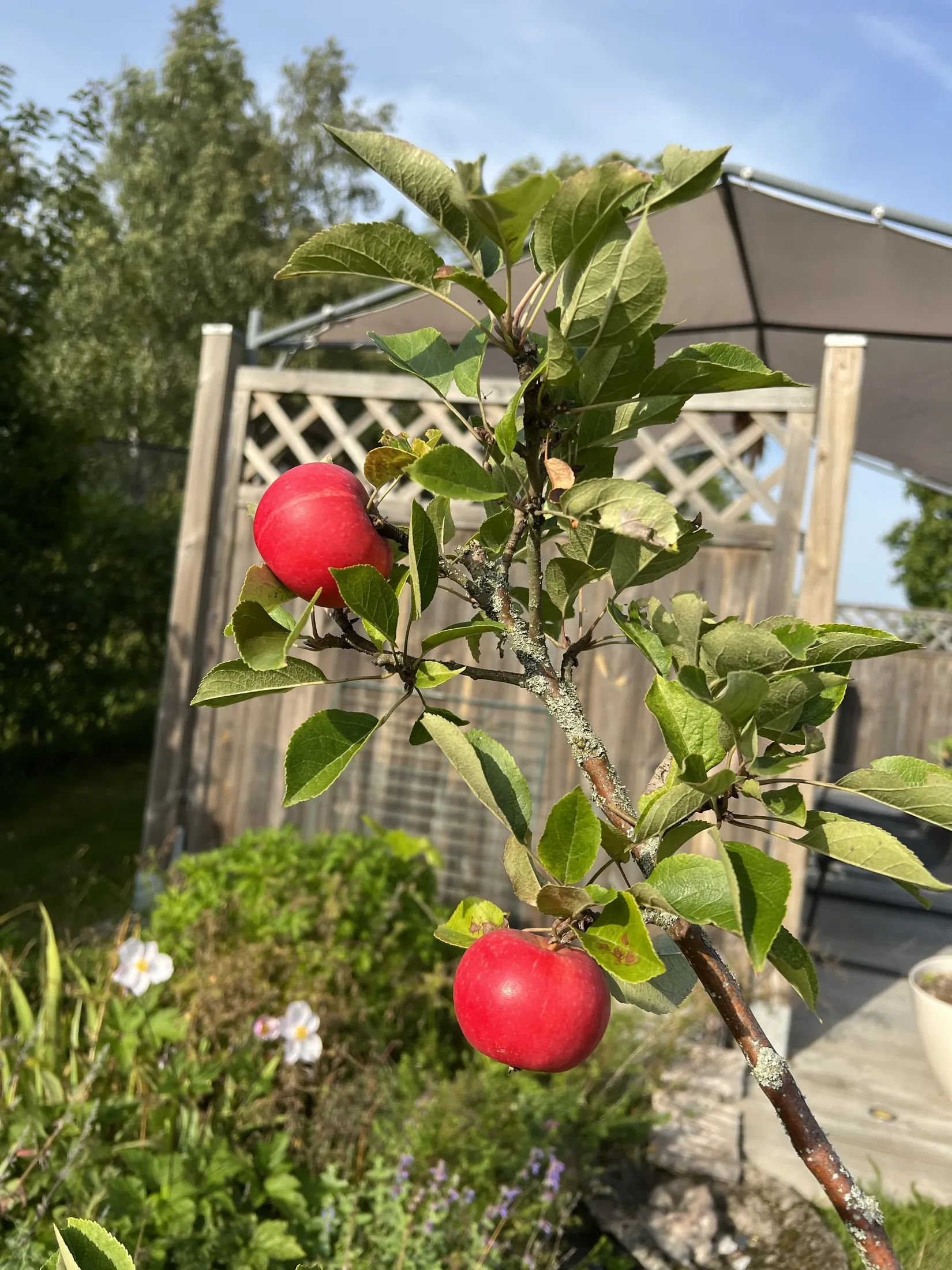 Radhus, Danmarks skolväg 17, Danmark, Uppsala