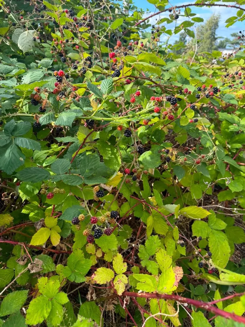 Övrigt, Almön 50, Myggenäs