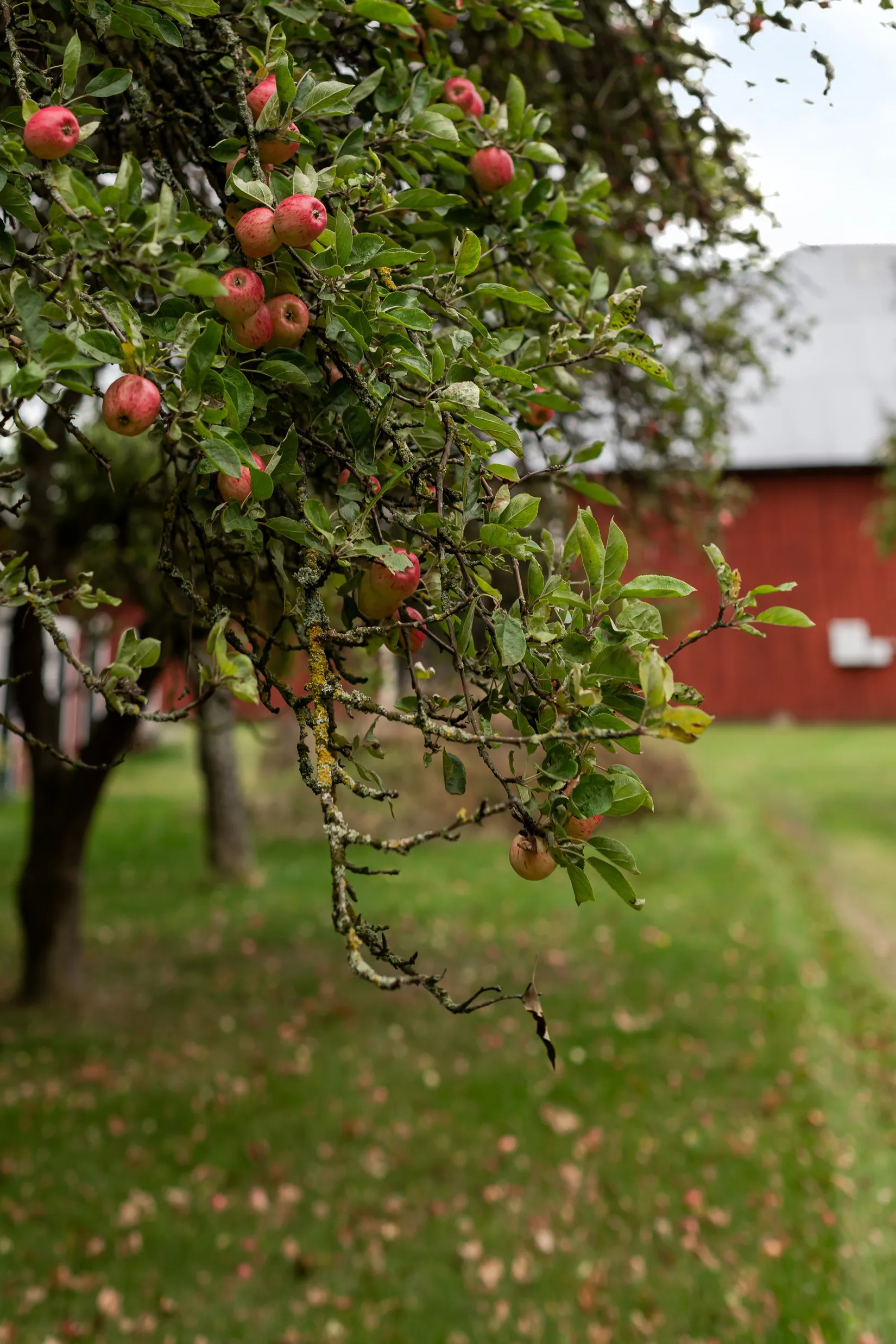 Gård/Skog, Risberga Sörgården 660, Motala