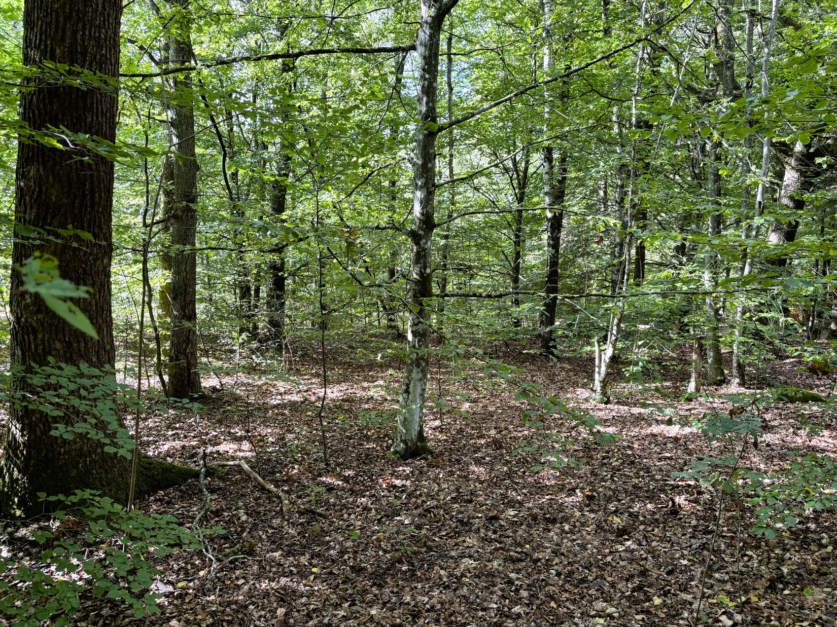 Tomt, Södra Rörum 4293, Skogsbyn, Hörby
