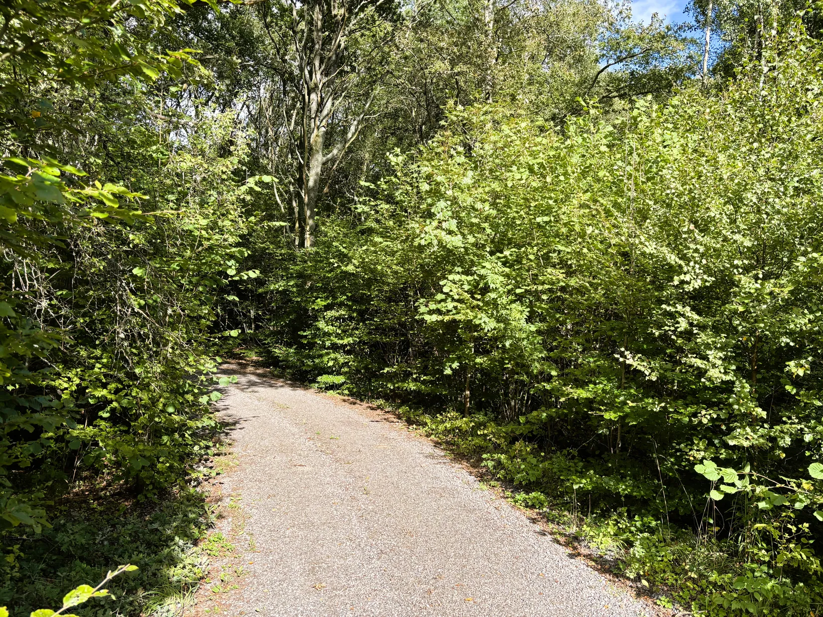 Tomt, Södra Rörum 4295, Skogsbyn, Hörby