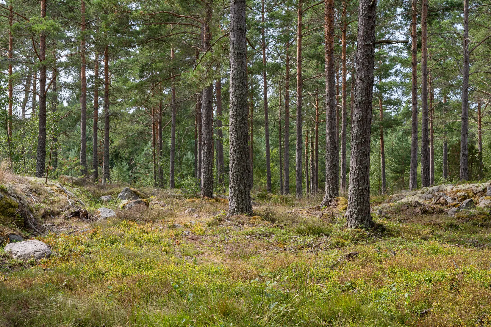 Gård/Skog, Lövudden 1, Sankt Anna, Söderköping