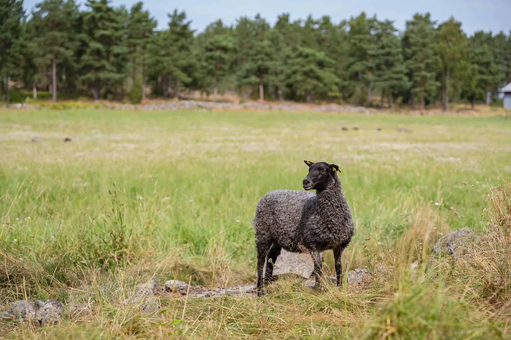 Gård/Skog, Lövudden 1, Sankt Anna, Söderköping