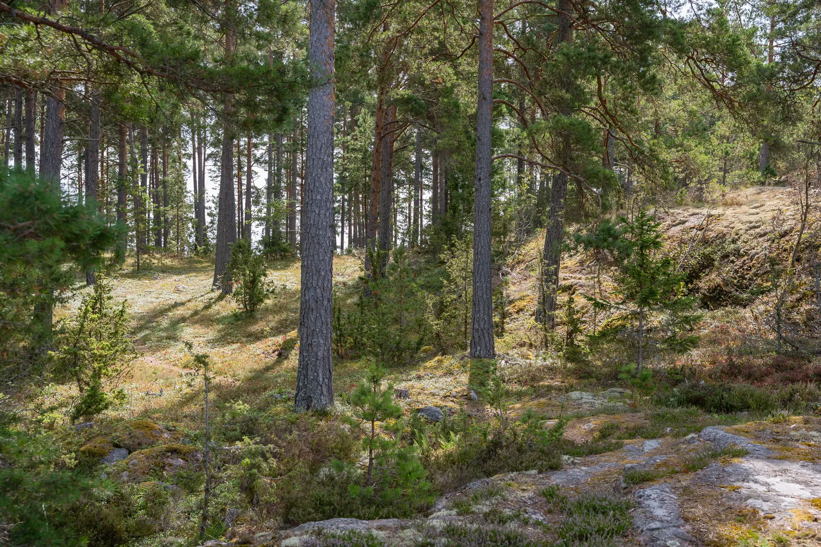 Gård/Skog, Lövudden 1, Sankt Anna, Söderköping