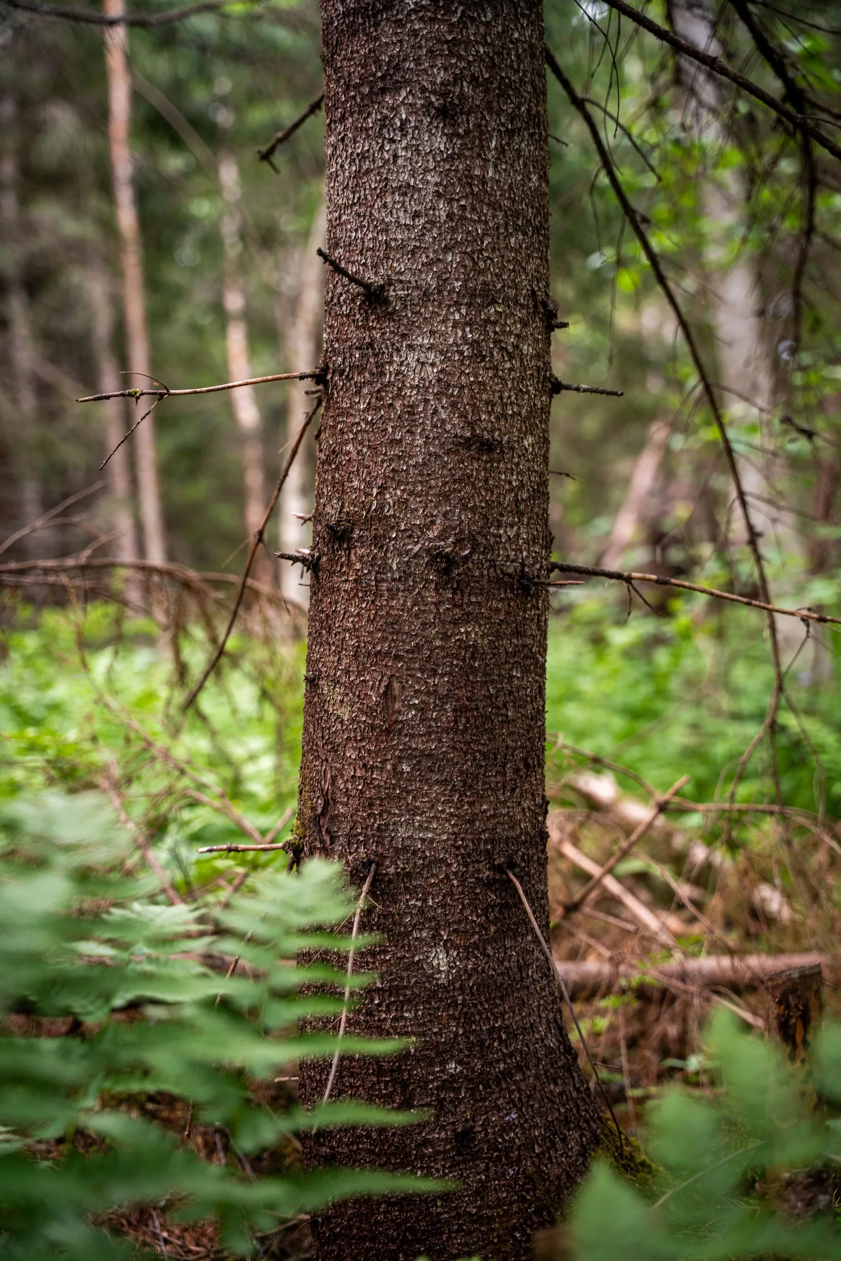 Gård/Skog, KRAMFORS KNÄFTA 3:2 skogen, Kramfors