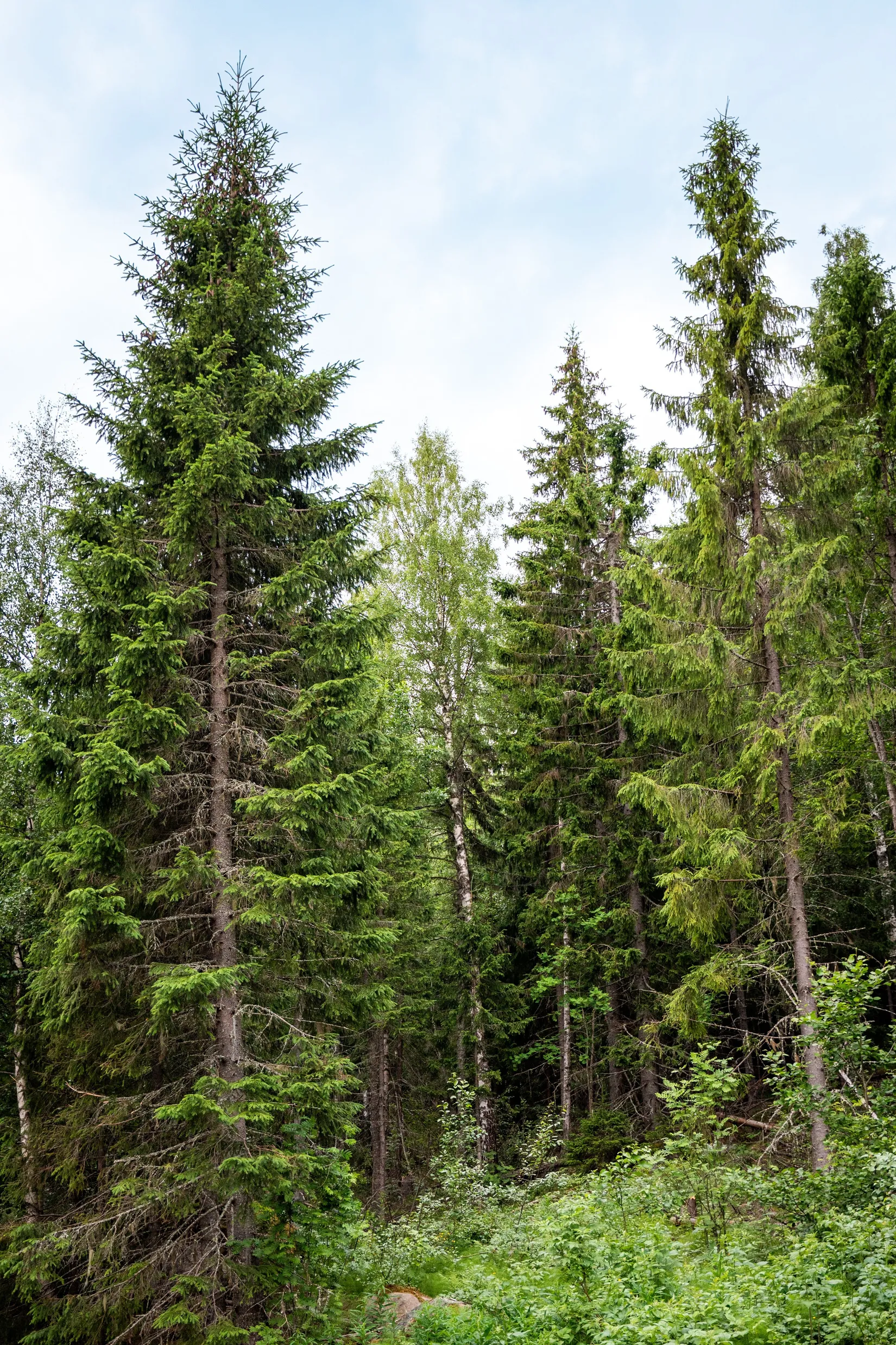 Gård/Skog, KRAMFORS KNÄFTA 3:2 skogen, Kramfors