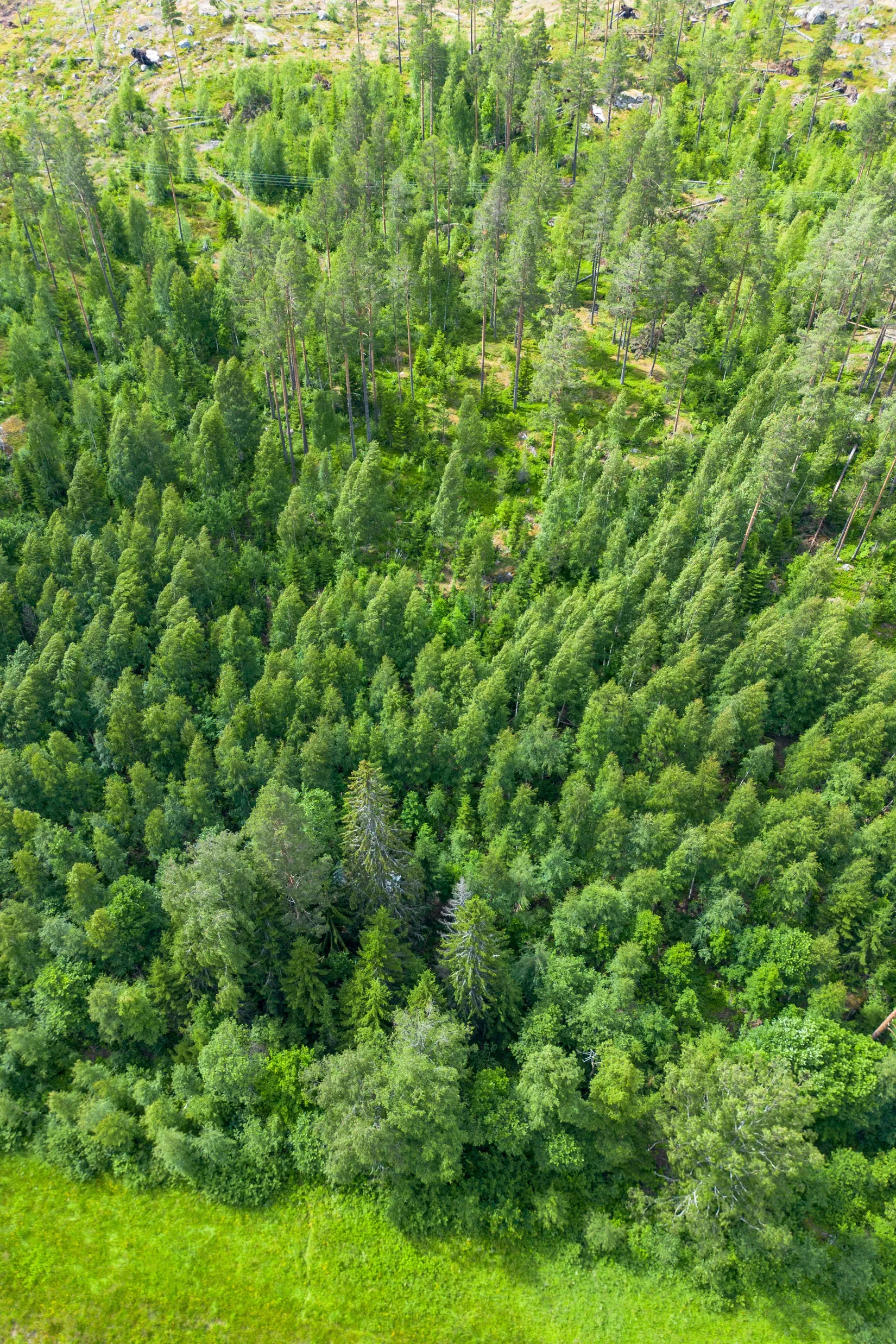 Gård/Skog, KRAMFORS KNÄFTA 3:2 skogen, Kramfors