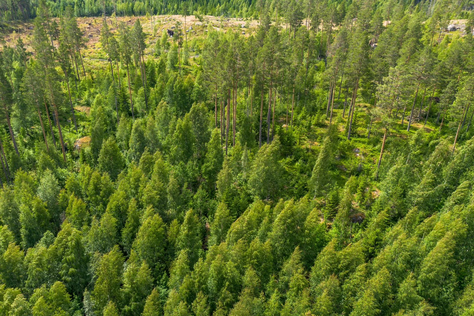 Gård/Skog, KRAMFORS KNÄFTA 3:2 skogen, Kramfors