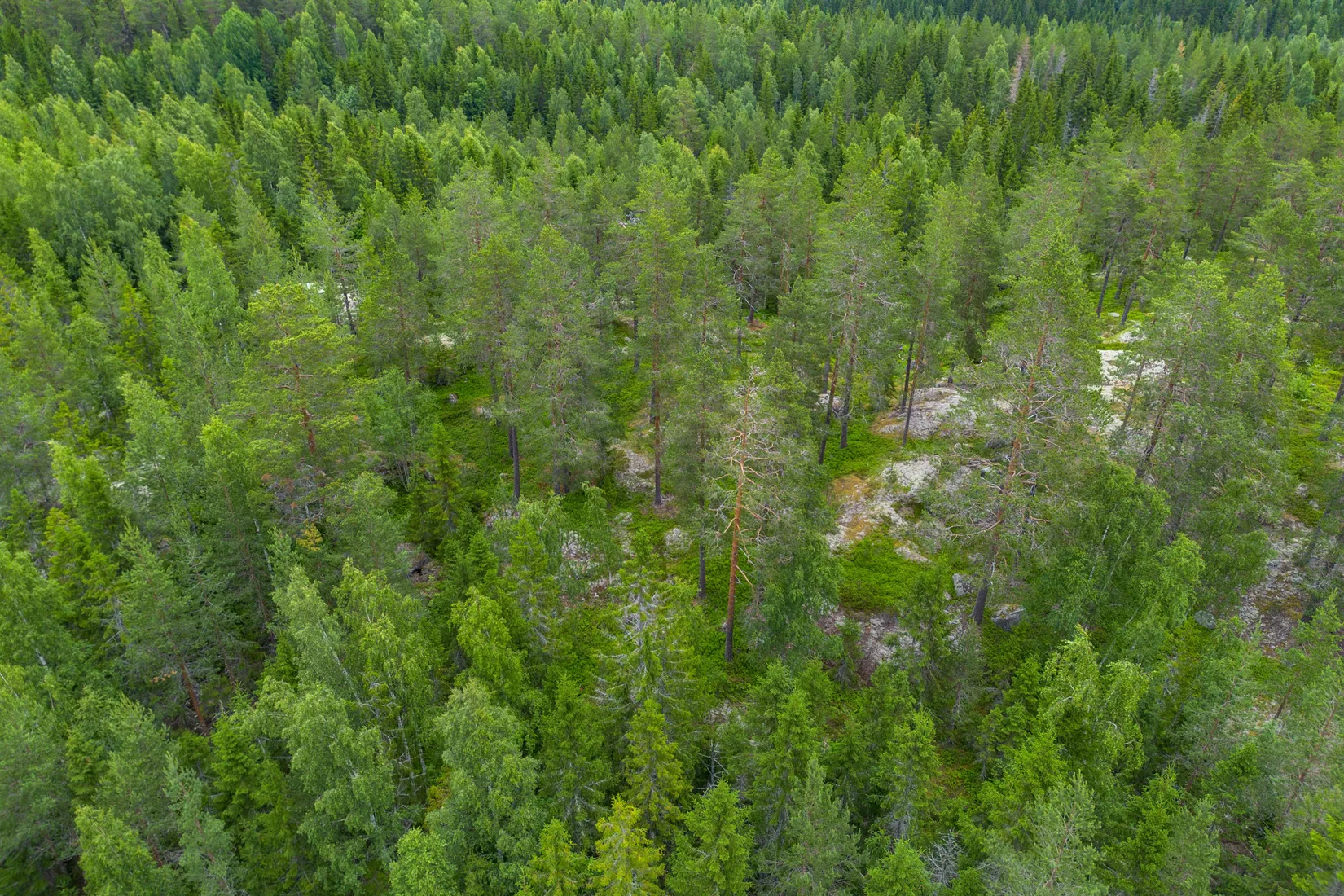Gård/Skog, KRAMFORS KNÄFTA 3:2 skogen, Kramfors